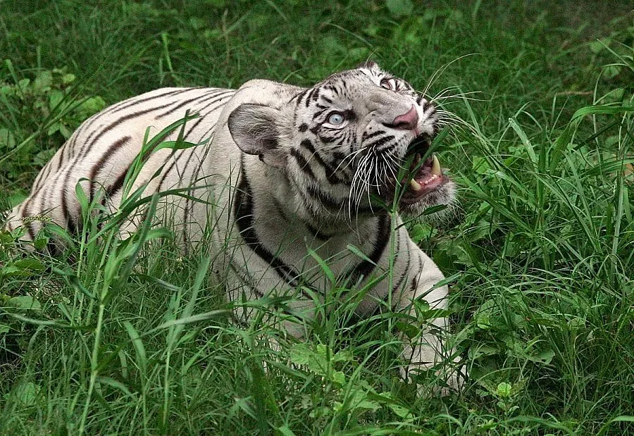 Младеж беше разкъсан от бял тигър в зоопарк
