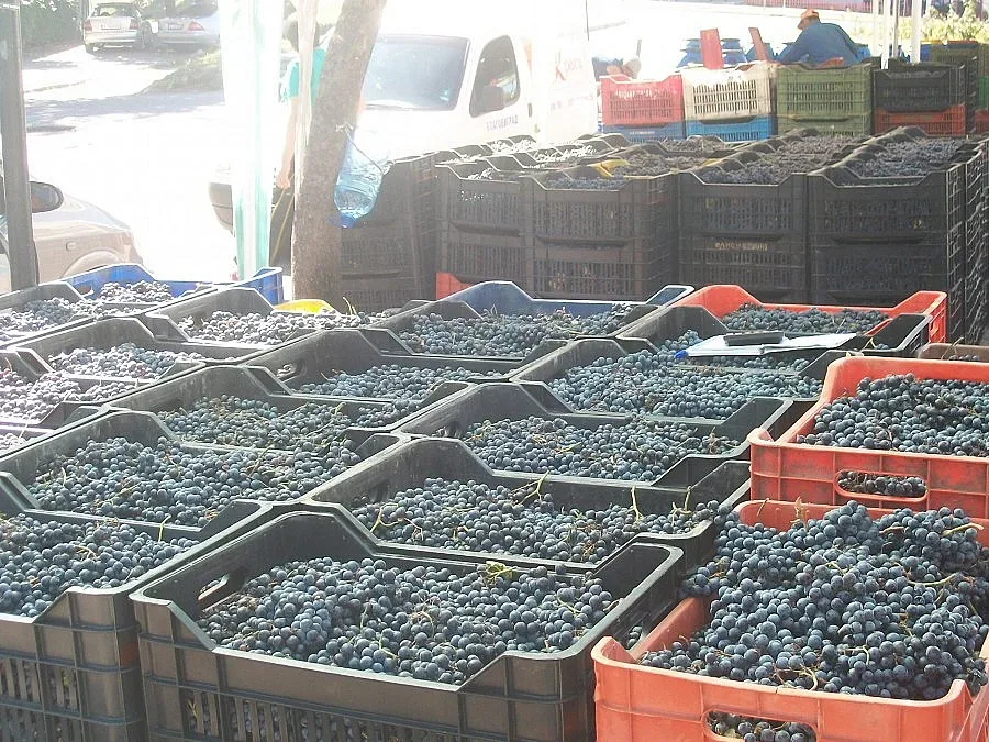 Търговията с гроздето тръгна с 1,20 лв. за кг