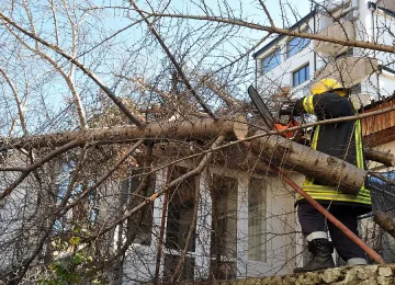 Буреносен вятър повали дървета в Хасково и Кърджали