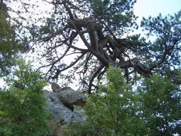 Магически дървета лекуват и убиват