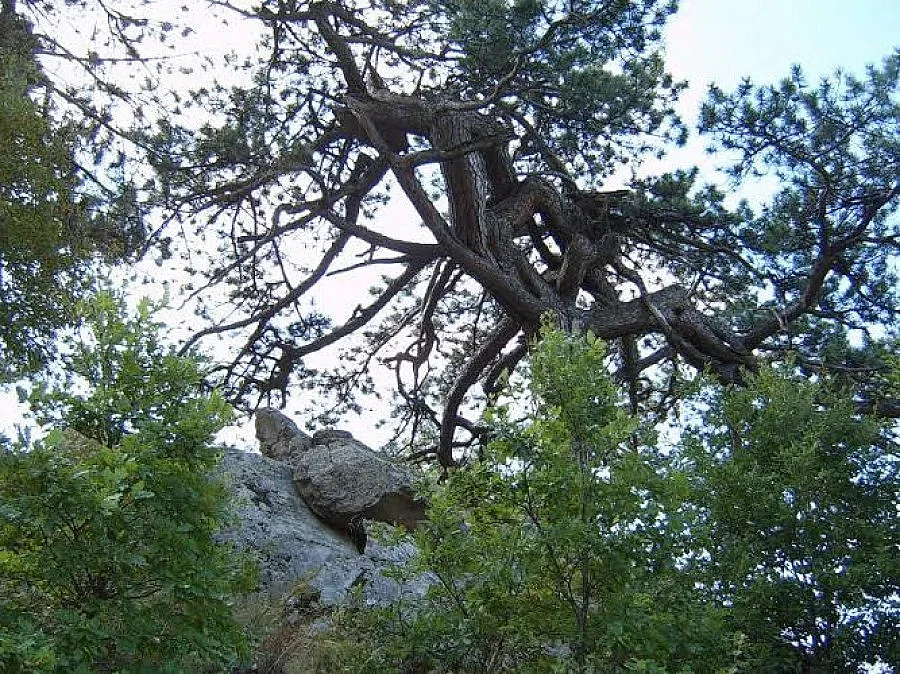 Магически дървета лекуват и убиват