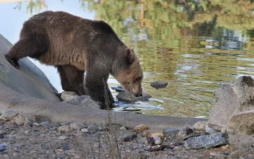 Дебнат стръвница с гумени куршуми