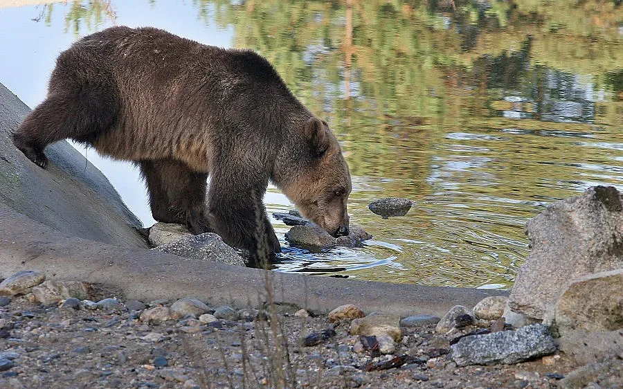 Дебнат стръвница с гумени куршуми