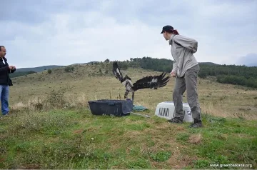 Върнаха отново в природата скален орел
