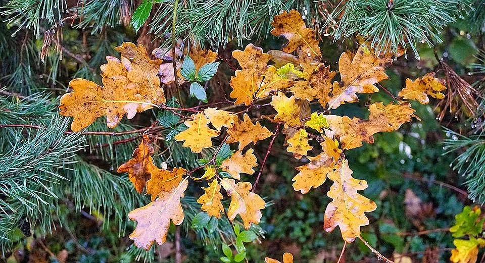 Синоптиците алармират! Идващото застудяване ще е сериозно