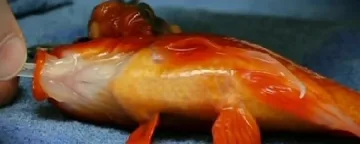 Отстраниха успешно тумор в мозъка на златна рибка