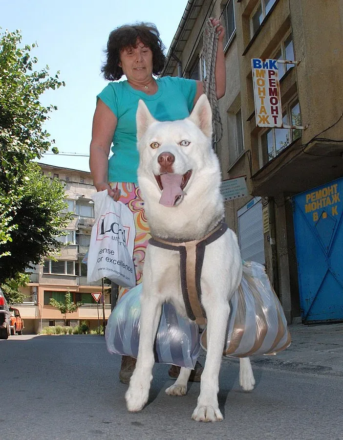 В Димитровград кастрират кучета и котки безплатно 