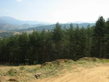 Пускат хеликоптери срещу вредител по боровете