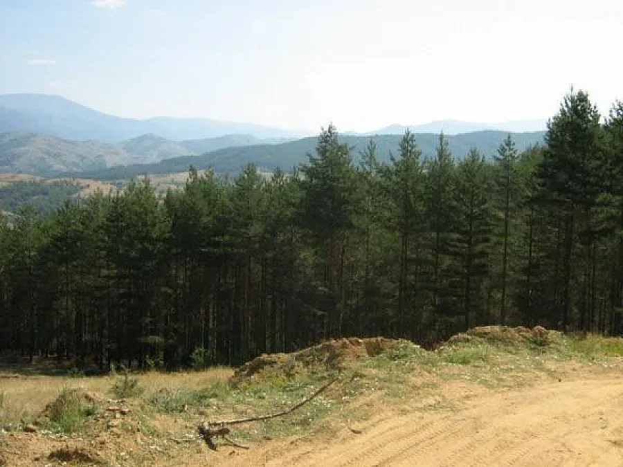 Пускат хеликоптери срещу вредител по боровете