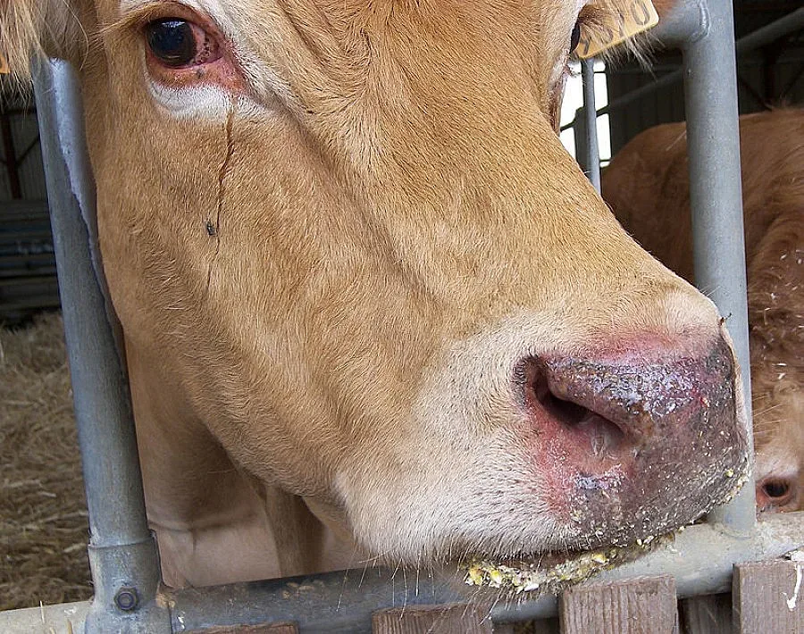 Фермерите заявяват изгубените от Син език животни до 2 октомври