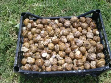 Изнасят за Франция охлюви от Кърджали