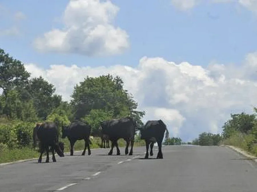 Крави и коне на „паша” по шосетата край Разлог