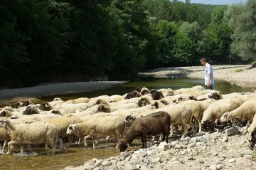 Плащат обезщетения на фермери за загубите от „син език"