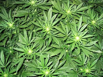 Изгориха почти тон канабис в планина Беласица