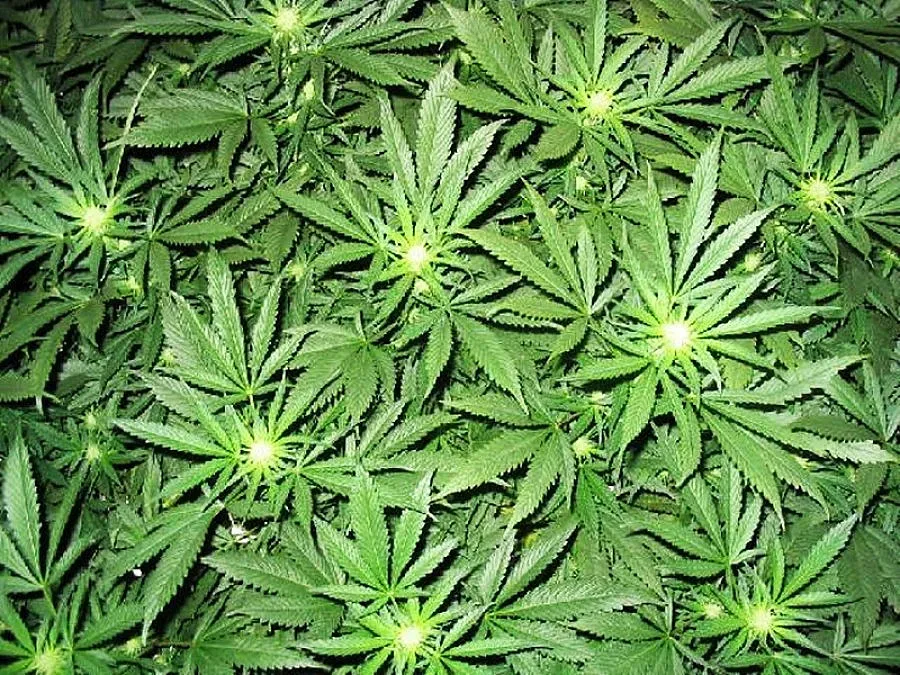 Изгориха почти тон канабис в планина Беласица