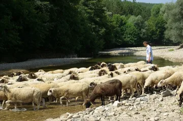 И антракс грози животните в Разградско