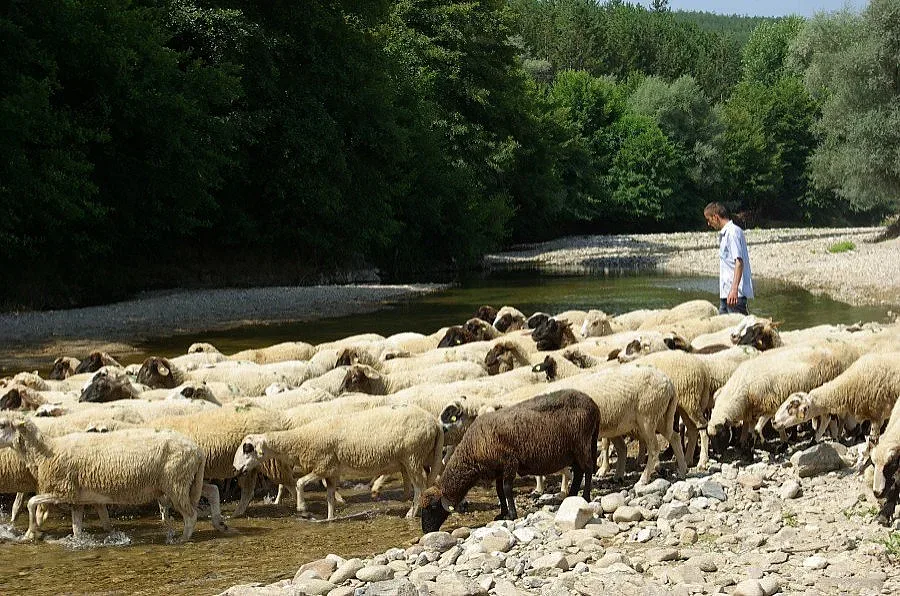 И антракс грози животните в Разградско