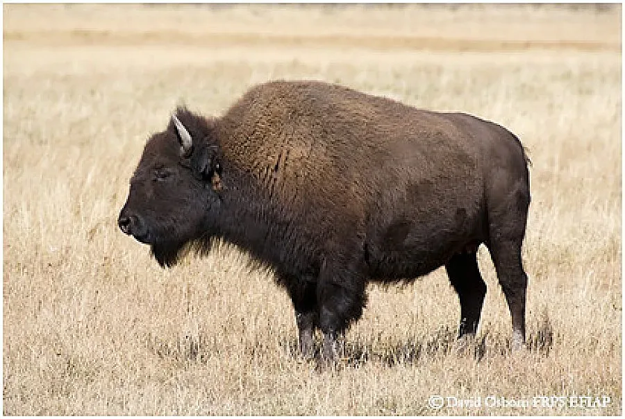 Фандъкова: Почина женски бизон в Зоопарка 