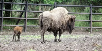 Бизон е починал в столичния зоопарк, започва цялостна проверка