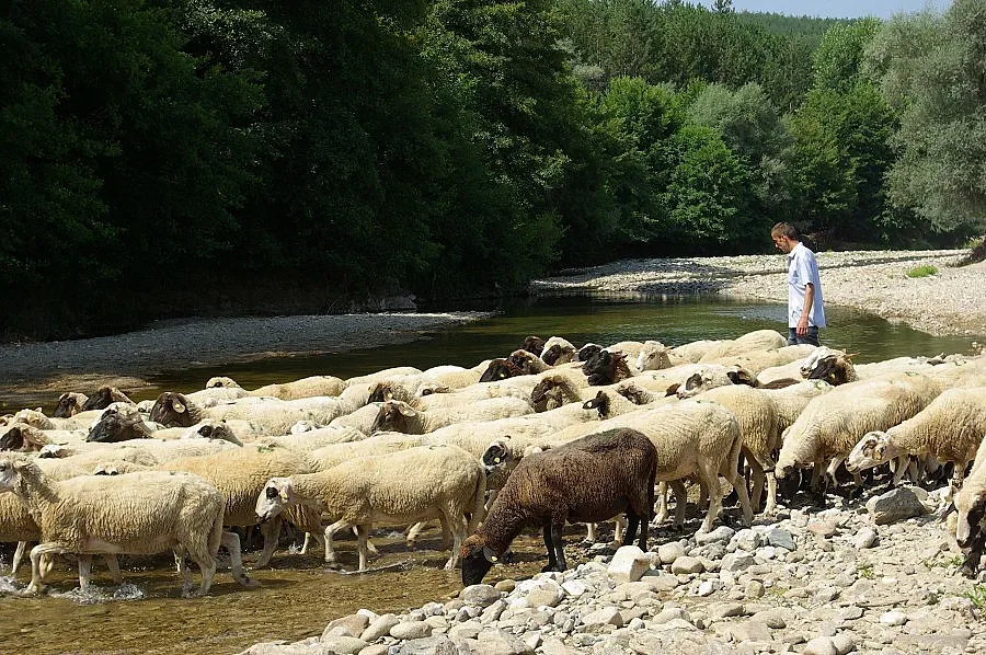 „Син език” мори животни в Сатовча