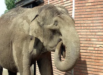 От Зоопарка разкриха: Слоницата Артайда надушила отровата