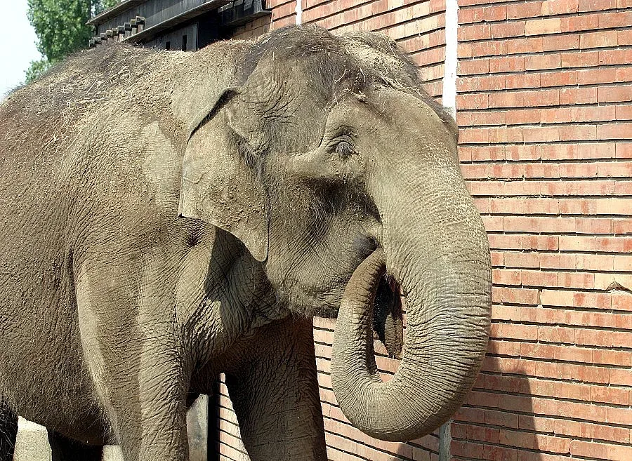 От Зоопарка разкриха: Слоницата Артайда надушила отровата