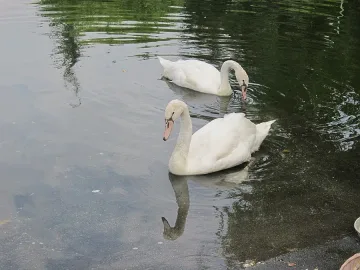 Лекуват холандски лебед в Сандански