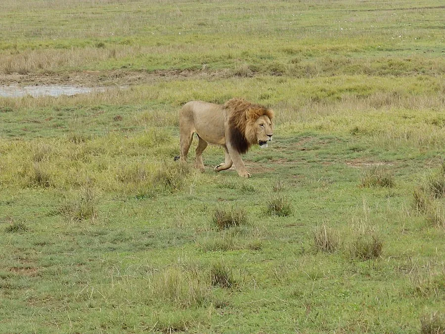 От кратера Нгоронгоро към приказния Занзибар