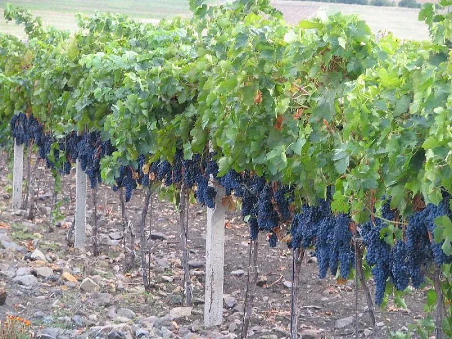 ДФ „Земеделие” изплати над 5,5 млн. лв. на лозари