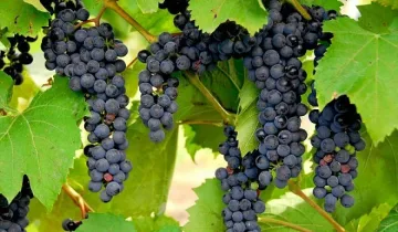 Лозари няма да продават евтино грозде