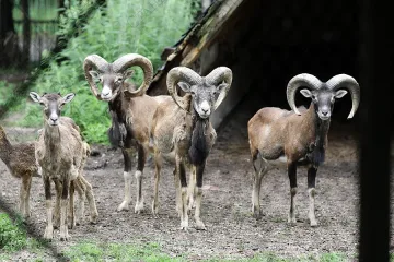 Потвърдиха официално огнищата на син език в Търговище 