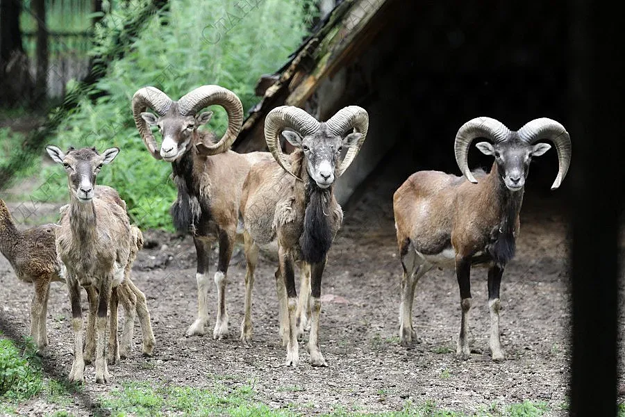 Потвърдиха официално огнищата на син език в Търговище