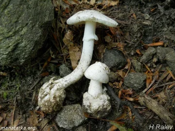 Жена се натрови с гъби в Рила