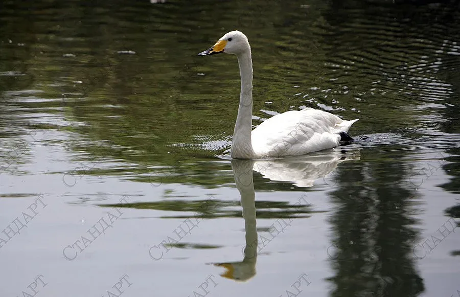 Фураж убива животните в зоопарка