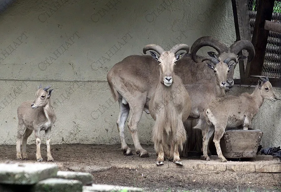 БАБХ: Няма "син език" в софийския зоопарк