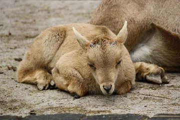 Почина бебе козирог в зоологическата градина