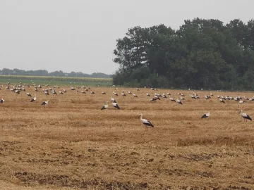Щъркели напълниха полетата на Добруджа