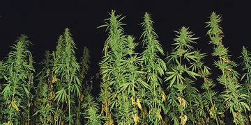 3600 кг канабис заловиха в Благоевградско