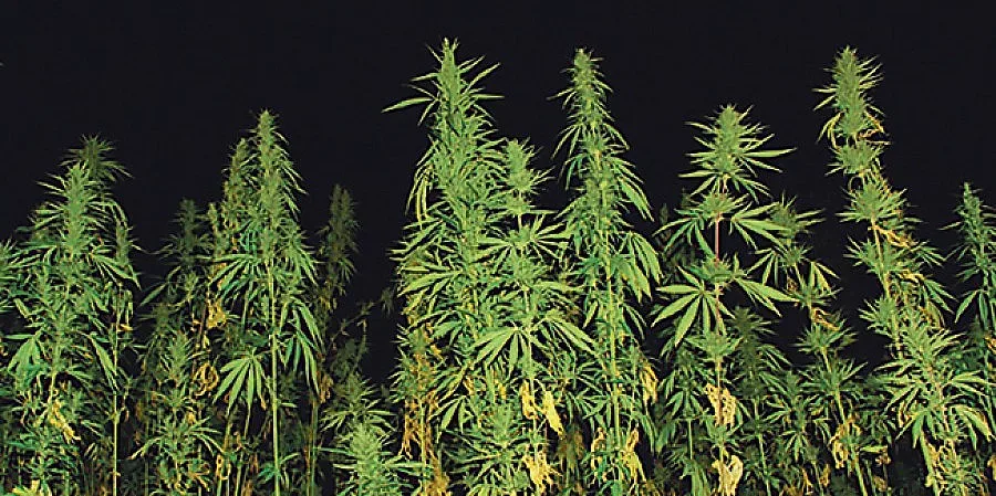 3600 кг канабис заловиха в Благоевградско