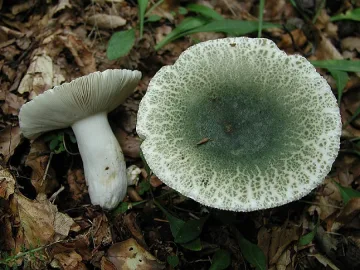 Родопчанин два пъти оцеля от гъба убиец