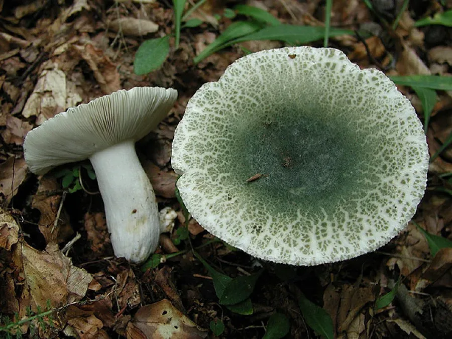 Родопчанин два пъти оцеля от гъба убиец