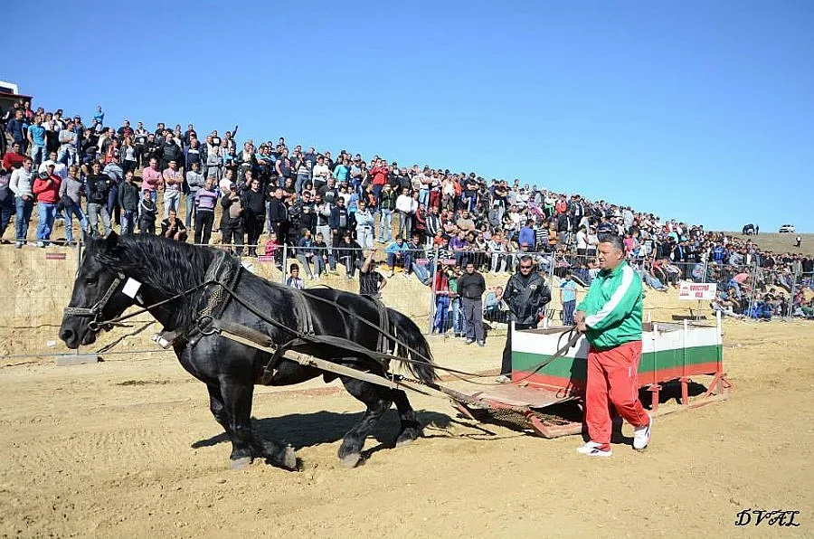 Разложки коне с медали от състезание
