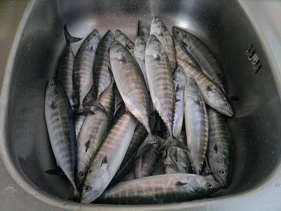 Морето завря от "циганки"