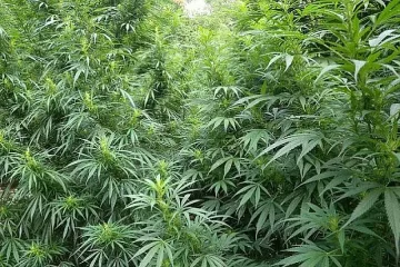 Спипаха над половин тон канабис в планинско село