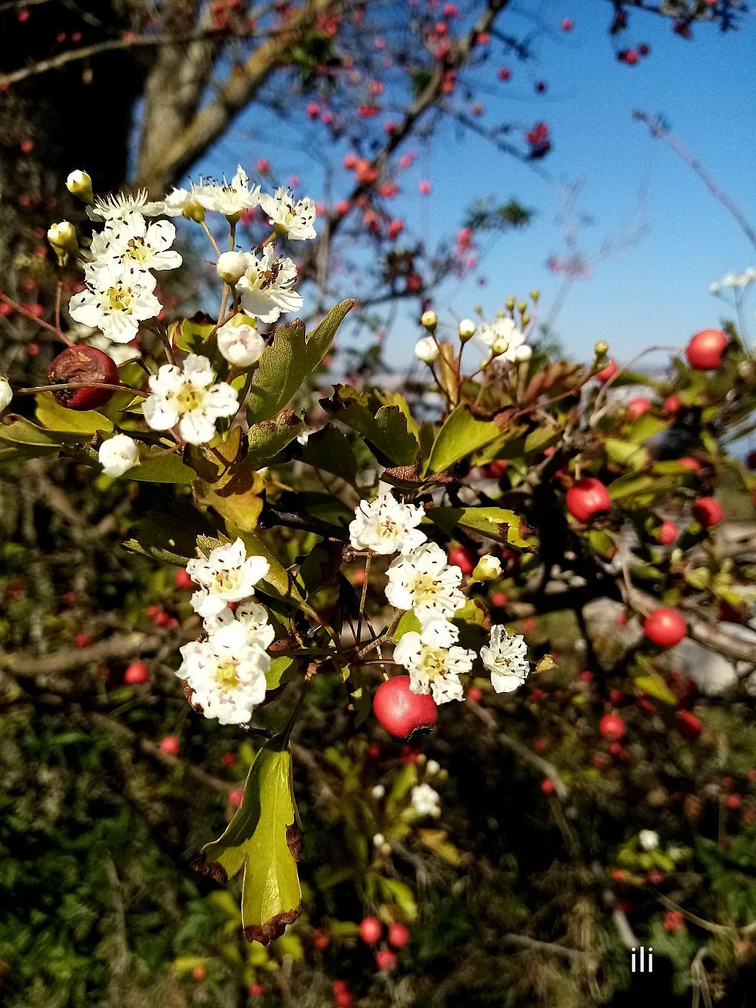 Страшна аномалия в наш град. Цъфна “майско дърво”