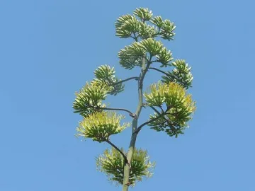 Столетник разцъфтя за първи път в Балчик