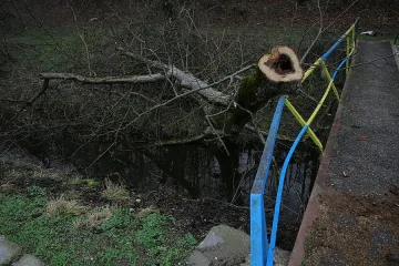 Дърво уби работник в Родопите