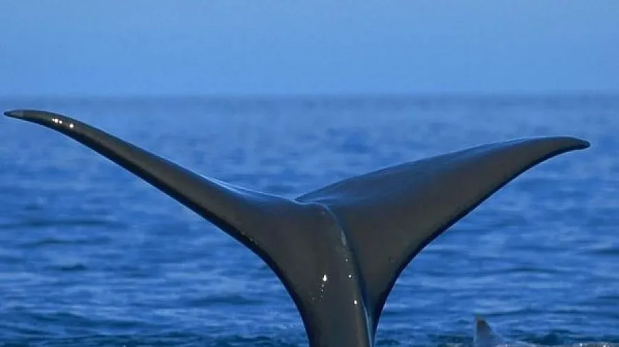 Младеж се сблъска с кит, карайки джет (ВИДЕО)