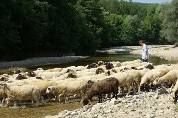 Държавата ще обезщети засегнатите от „син език"