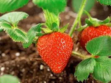 Камерунец и украинка гледат ягоди в Родопите